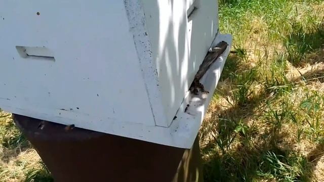 Вывод роевых маток идет строго по плану. Лежак №13 проц смотреть онлайн