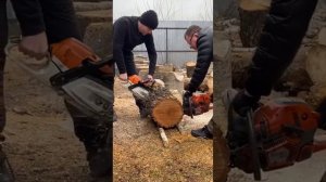 Husvarna 545 проти Stihl MS 261#stihl #husqvarna #chainsaw