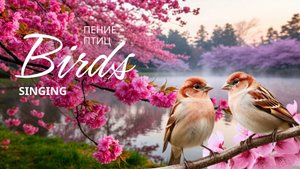 ПЕНИЕ ПТИЦ | Фоновая заставка для TV