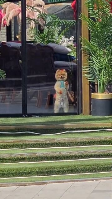 Померанский шпиц. Турция. Стамбул