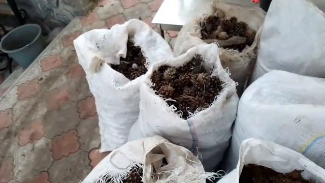 Уникальный способ посадки голубики о котором вы не зн