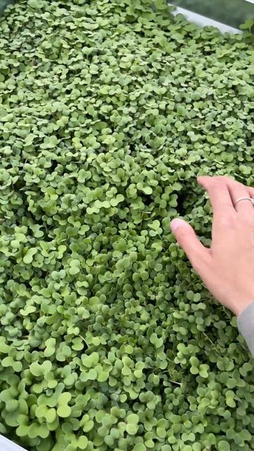 Зеленый ковер 🌱 #загороднаяжизнь #дача #огород смотреть онлайн