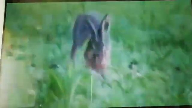 Дикие животные2