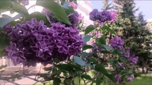 Syringa L flower🌸🌸🌸🌸🌸🌸🌸🌸🌸сирень🌼 🌼 🌼 🌼 🌼 🌼 ВЕСНА