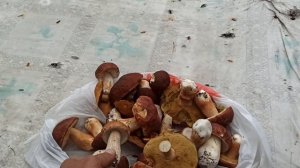Рыбалка и грибалка в Весьегонске