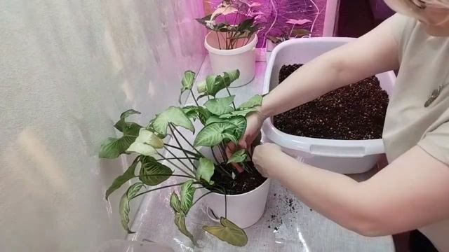 Сингониум "Пинк Неон". Почему крутиться лист и что дела смотреть онлайн