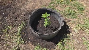 Посадил виргинскую черёмуху перед домом