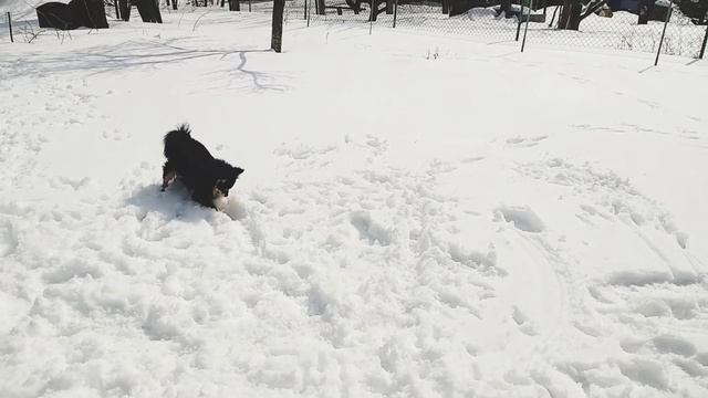 Немецкий шпиц играет в снегу