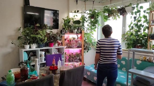 Новый стеллаж и 48 часов на пересадку всех орхидей. смотреть онлайн