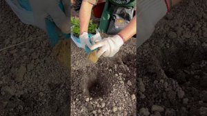 Правила высадки георгин в открытый грунт #георгины #сад #дача #комнатныерастения #рассада #огород