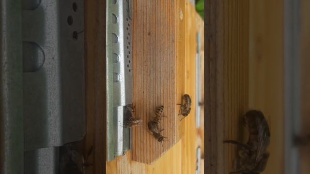 трутни выходят на облёт