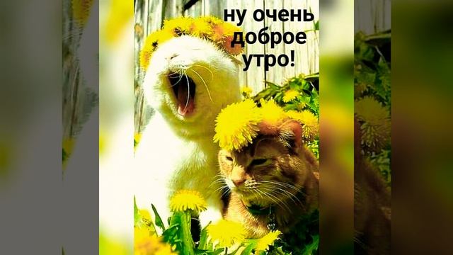 Доброго утречка! Красивое Музыкальное Пожелание Доброе Утро!