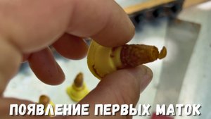 Пчеловодство весной: Появление Первых Пчелиных Маток на Пасеке!