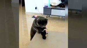 Котейка заинтересовалась игрушками 🐈🥰❤️