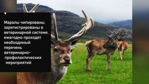 Выгодный маральник в Алтайском крае.