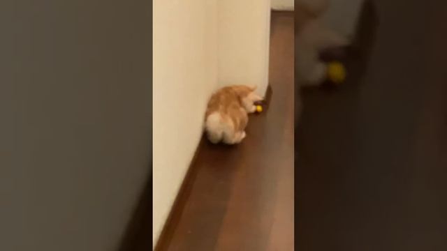 Котик играет в мяч прыжки побег. смотреть онлайн