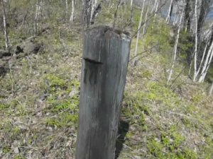 Ориентирование в тайге, квартальный столб с одним номером