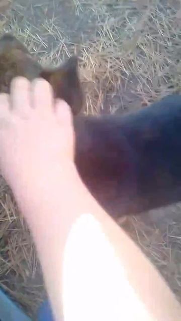 Моя собака точит зубки смотреть онлайн