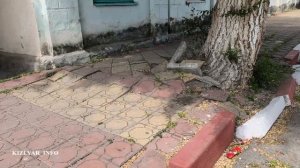 Кизлярцы, живущие и работающие на Советской улице, прокомментировали вырубку деревьев