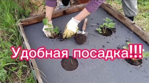 Грядках для клубники