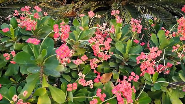 Увидев, что богач выкинул секретер на свалку, бродяга ? смотреть онлайн