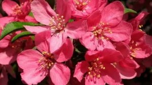 Красная яблоня и День Пионерии-что общего?