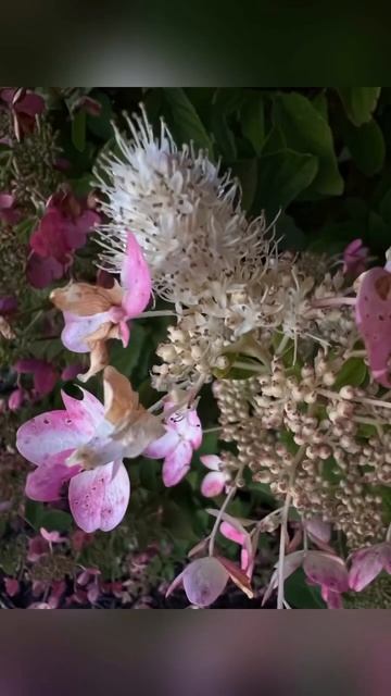 Colors of hydrangeas 🌸 🌺 Цвета гортензий #shorts смотреть онлайн