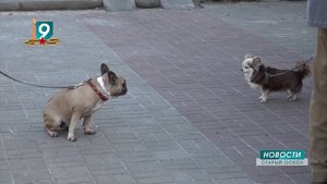 Ежегодная выездная акция по бесплатной вакцинации собак и кошек от бешенства пройдёт в июне