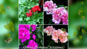 Участники флешмоба  - наши пеларгонии