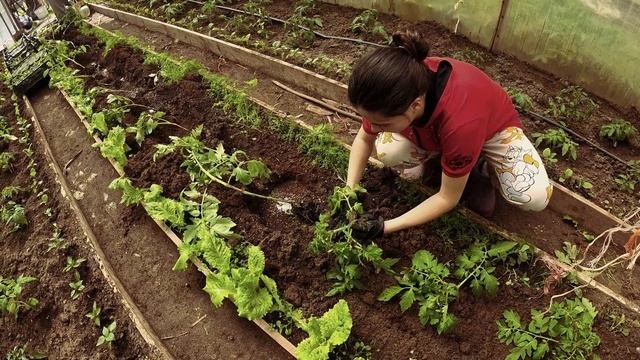 Что посадить в теплицу весной? ТОП-5 лучших сортов тома