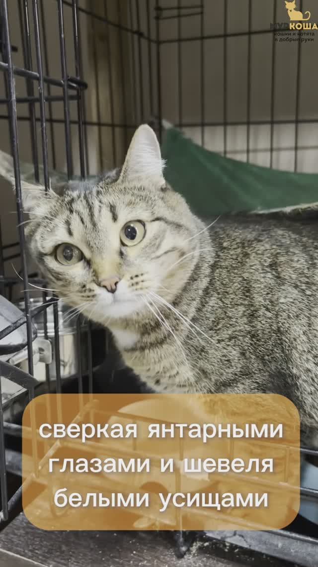 Афросинья ждёт вас в приюте #Муркоша