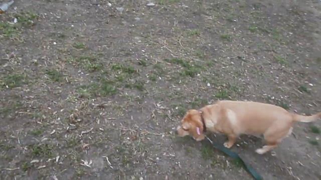 Прогуливаемся с Сюзечкой-2. Новая хлебная лавка, молоч? смотреть онлайн