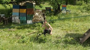 Выход матки из маточника в отводке №21