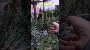 формирую ниваки из сосны во дворе многоквартирного дома