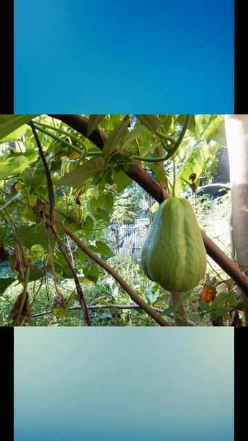 Всё, что нужно знать о Кабачке из Растений против зомби #shorts #Shorts #fyp #fypシ#pvz #растения смотреть онлайн