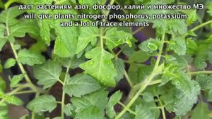 1 стакан и даже самая дохлая рассада зеленеет и толстеет на глазах!