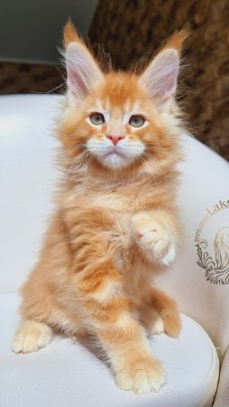 Persei Mos Lakshestar котенок мейн кун 2 месяца 5 дней.