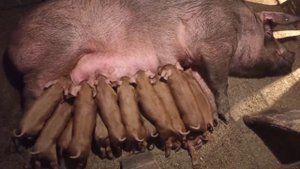 Поросятам 10 дней.