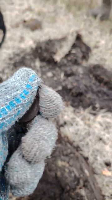 Доработал хорошую находку лопатой! #металлоискатель #m смотреть онлайн