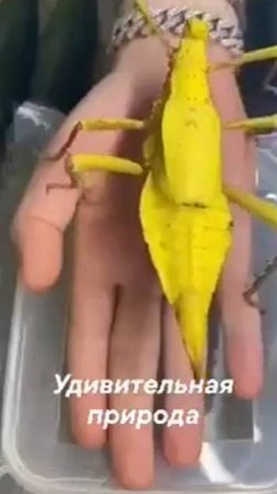 Удивительные метаморфозы