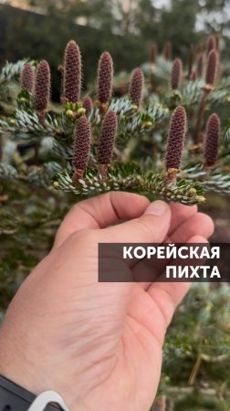 Корейская пихта #ландшафт #ландшафтныйдизайн #сад #благоустройство #загороднаяжизнь #пихта
