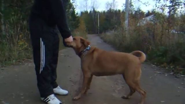 видео Дина 4 07 10 смотреть онлайн