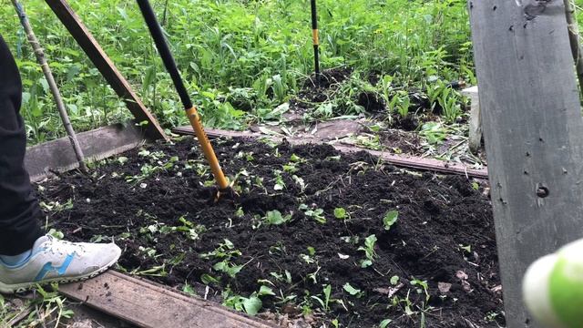 Рано посеяла огурцы. Кошка Буся знакомится с лягушкой