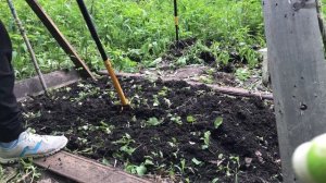 Рано посеяла огурцы. Кошка Буся знакомится с лягушкой
