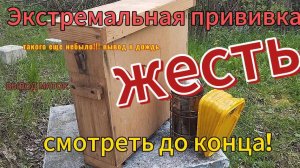 Экстремальный вывод маток #пчелы #пчеловодство