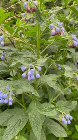 Окопник лекарственный #цветы #garden #растения #уход #flowers