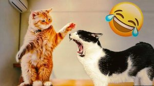 Приколы с животными😸 Смешные видео про животных 🤣СМЕШНОЕ ВИДЕО😅Наши любимые смешные животные