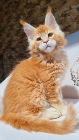 Preston Mos Lakshestar котенок мейн кун 2 месяца 5 дней.