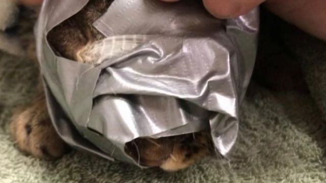 Хозяева замотали кошке мордочку скотчем и оставили во смотреть онлайн