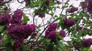 syringa L🍏🍏🍏 tree's and spring flowers 🌼 🌼 🌼 🌼 🌼 🌼 😍 весенние цветы СИРЕНИ
